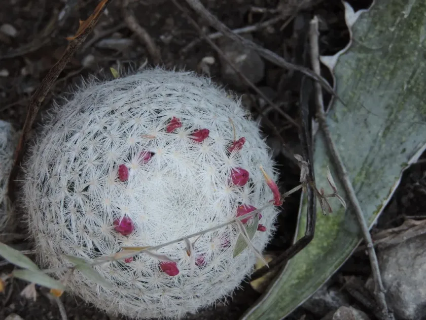 Mammillaria humboldtii