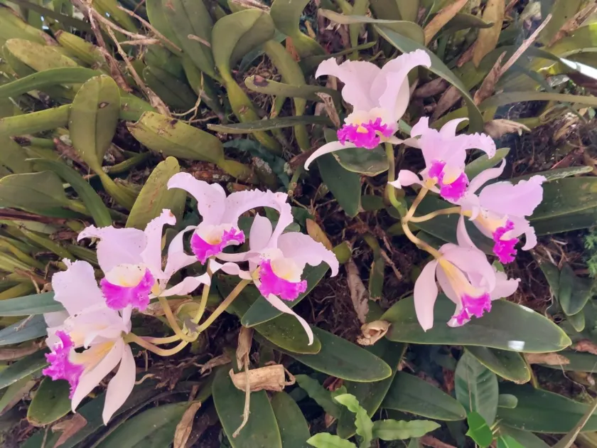 Cattleya mendelii