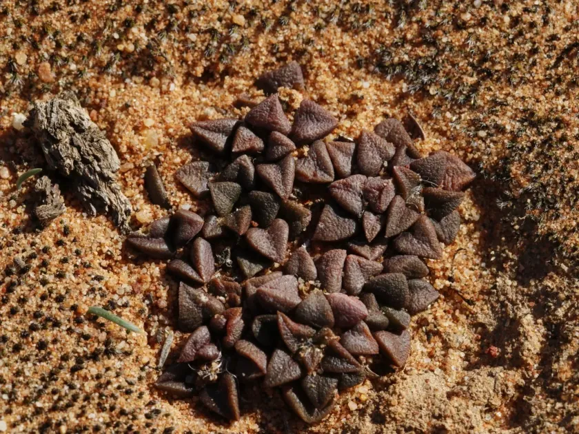 Anacampseros retusa