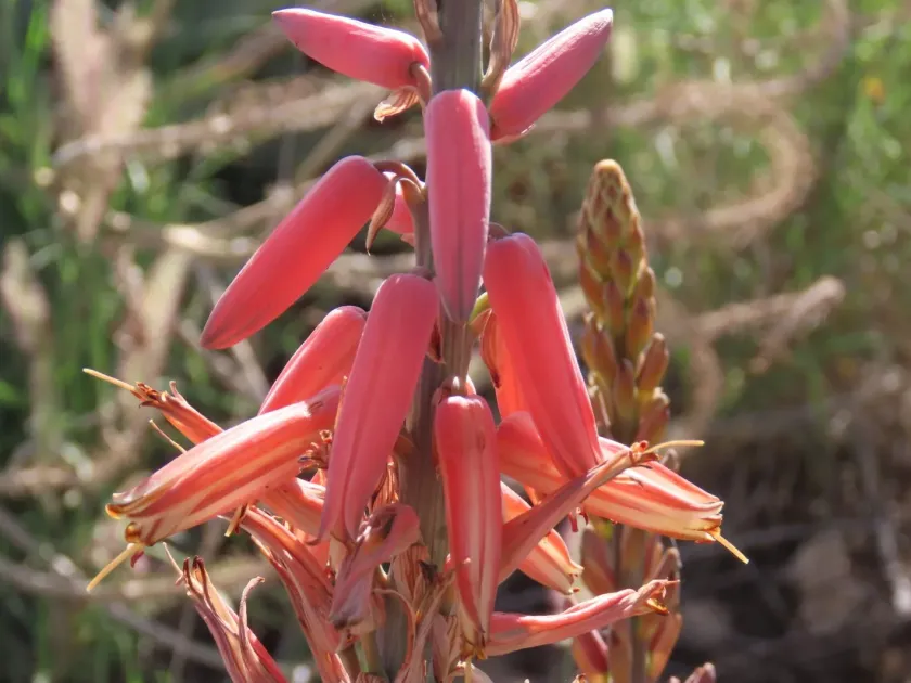 Aloe littoralis
