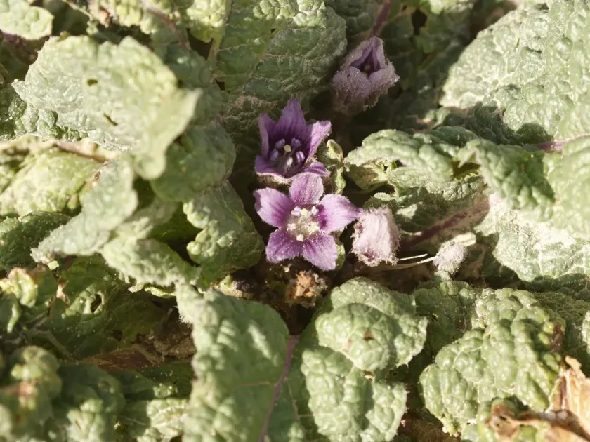 Mandragora officinarum