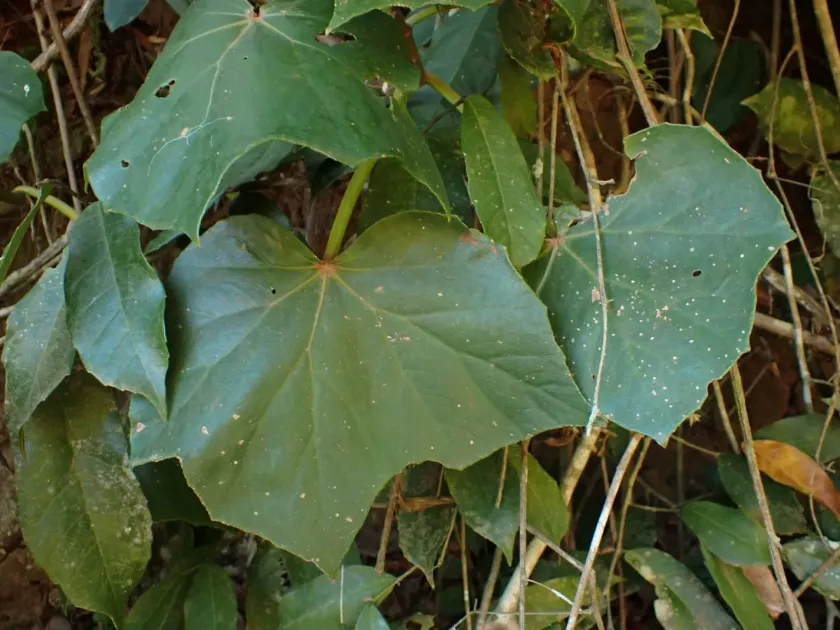Begonia reniformis