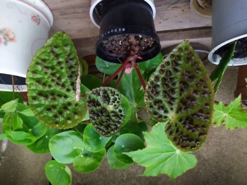 Ferocious Begonia
