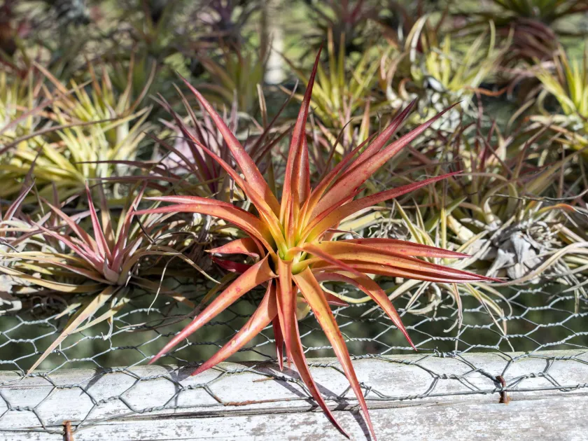 Tillandsia abdita