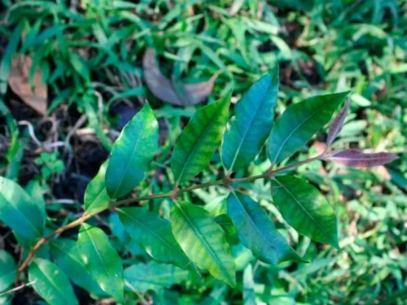 Backhousia leptopetala
