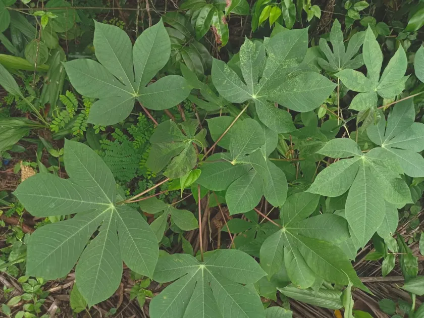 Manihot glaziovii