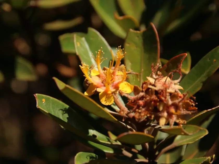 Tristaniopsis guillainii