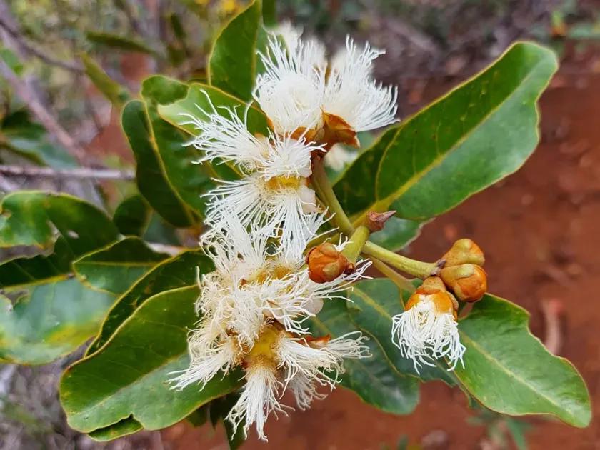 Tristaniopsis polyandra