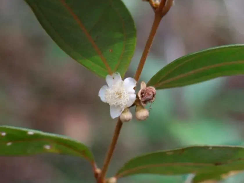 Rhodomyrtus trineura