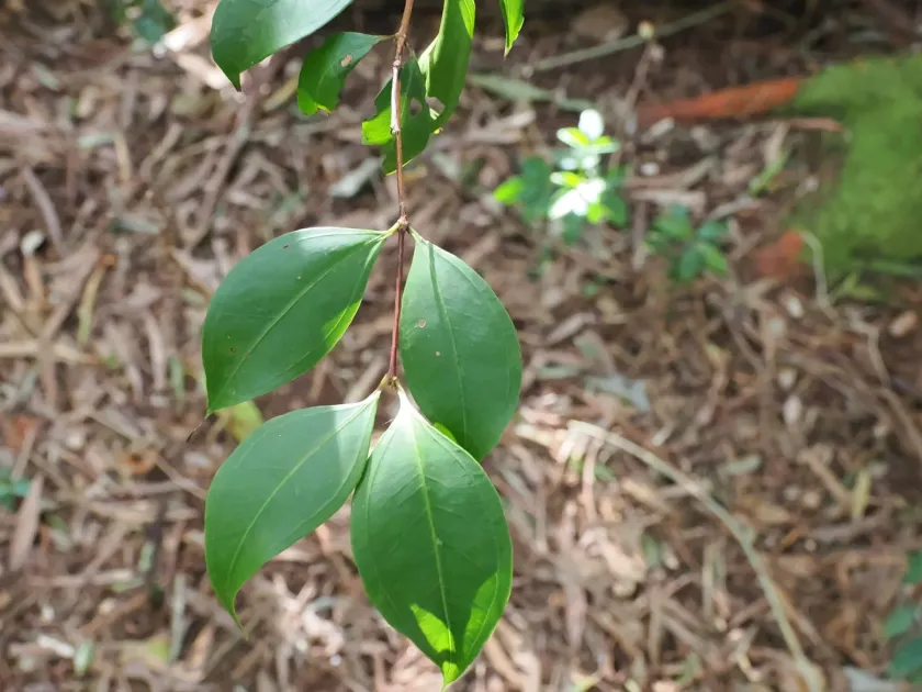 Rhodamnia maideniana