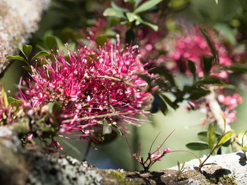 Myrrhinium atropurpureum