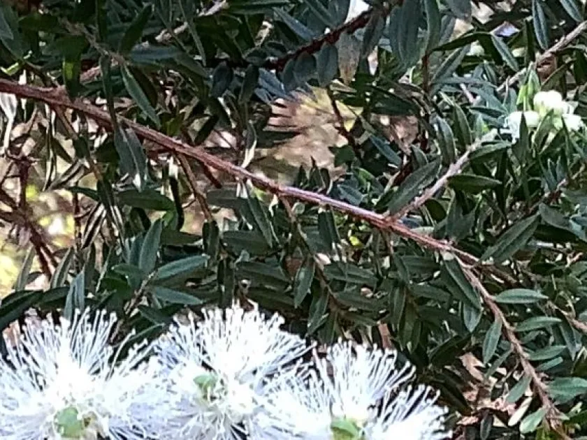 Biconvex paperbark