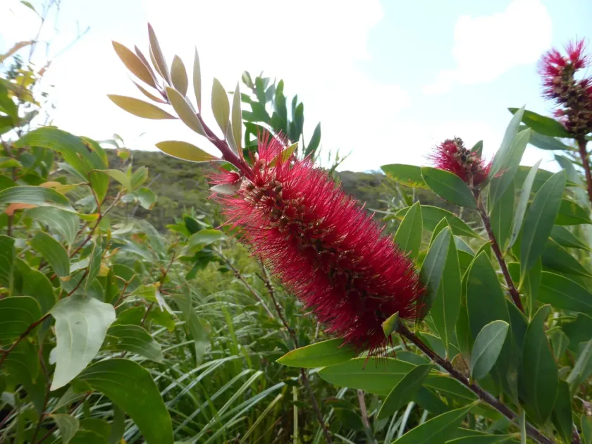 Melaleuca polandii