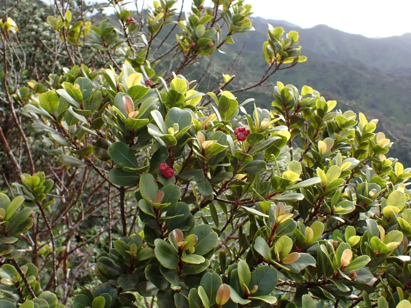 Syzygium sandwicense