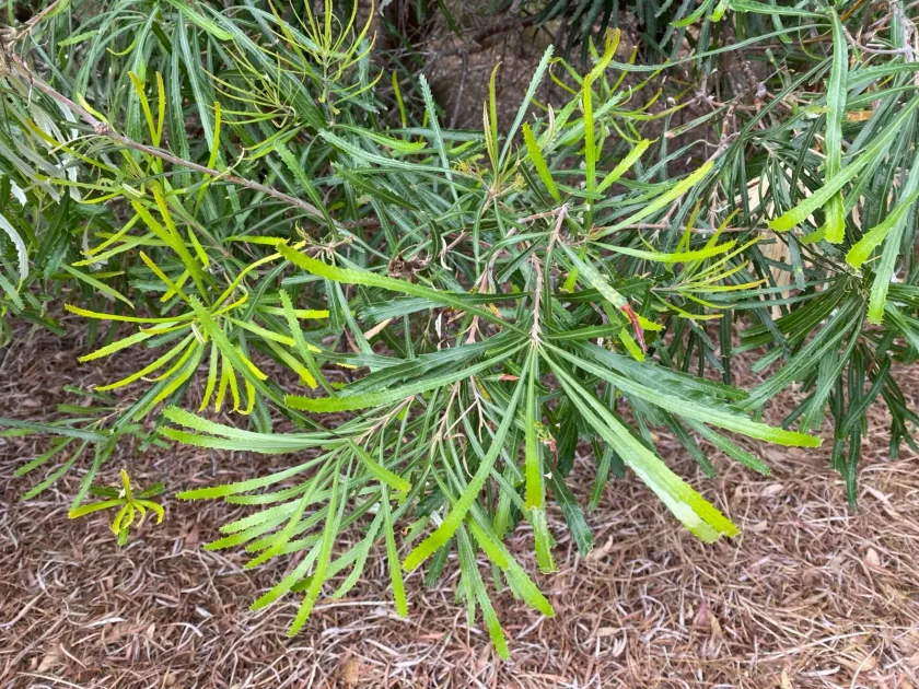 Coast Banksia