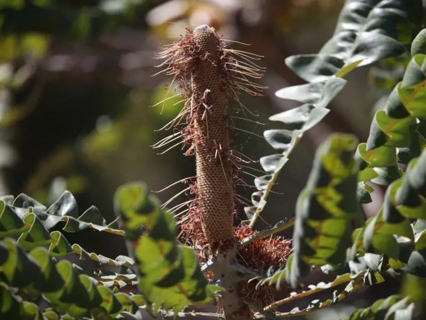 Bull banksia