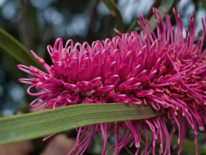 Grass-leaf hakea