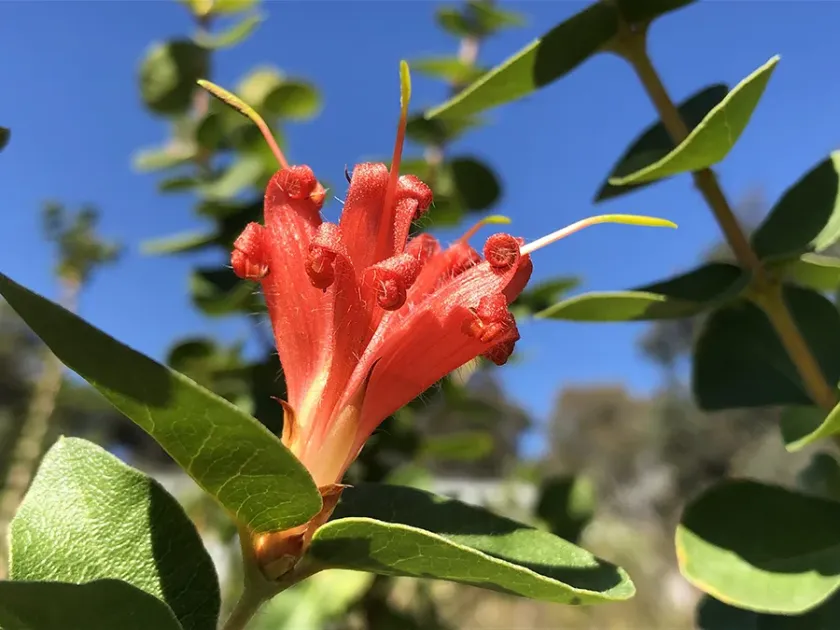 Lambertia orbifolia