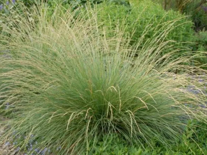 Lolium mairei