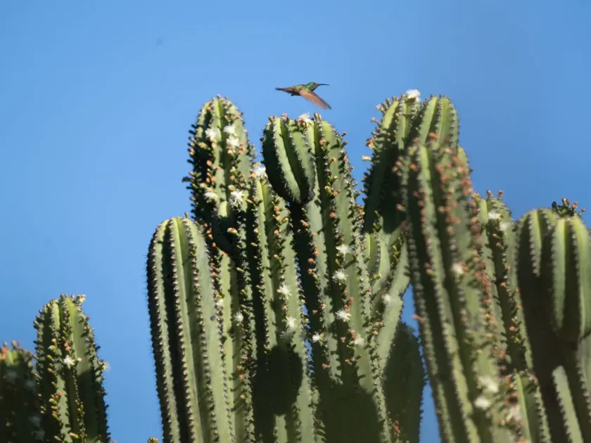 Myrtillocactus schenckii
