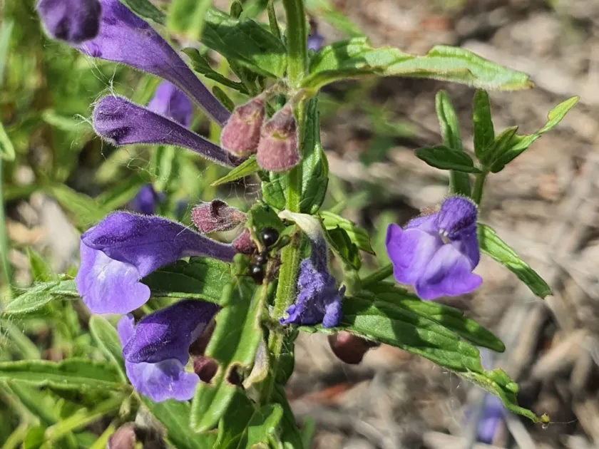 Scutellaria scordiifolia