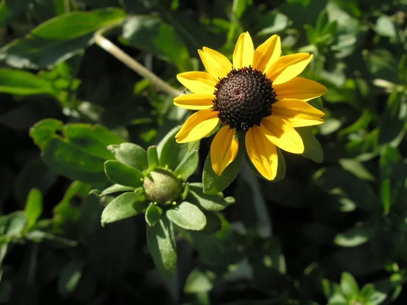 Rudbeckia deamii