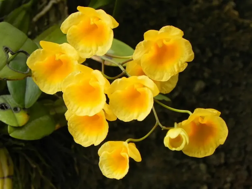Dendrobium regale