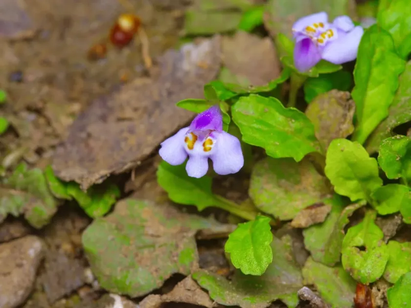 Mazus pumilus