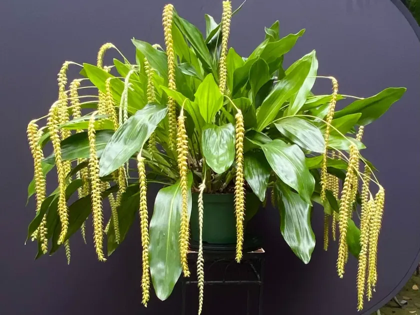 Coelogyne magna