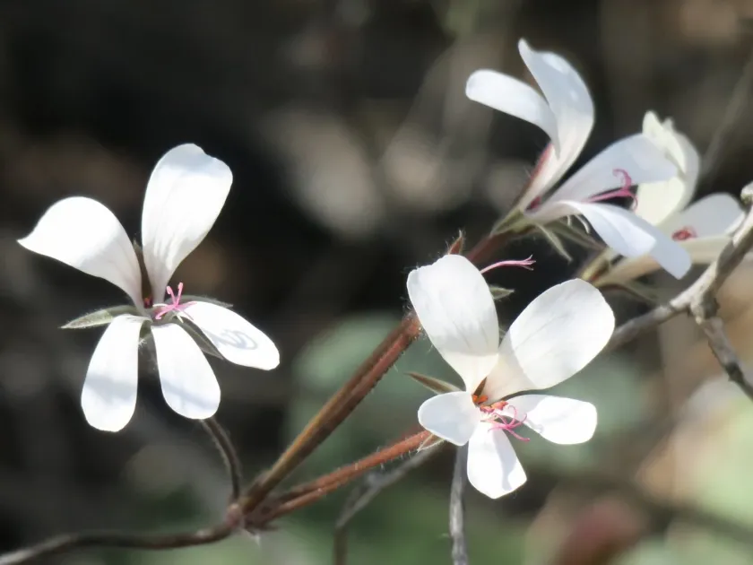 Pelargonium barklyi