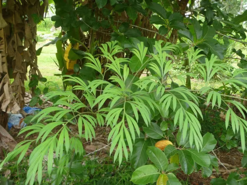 Cycas multipinnata