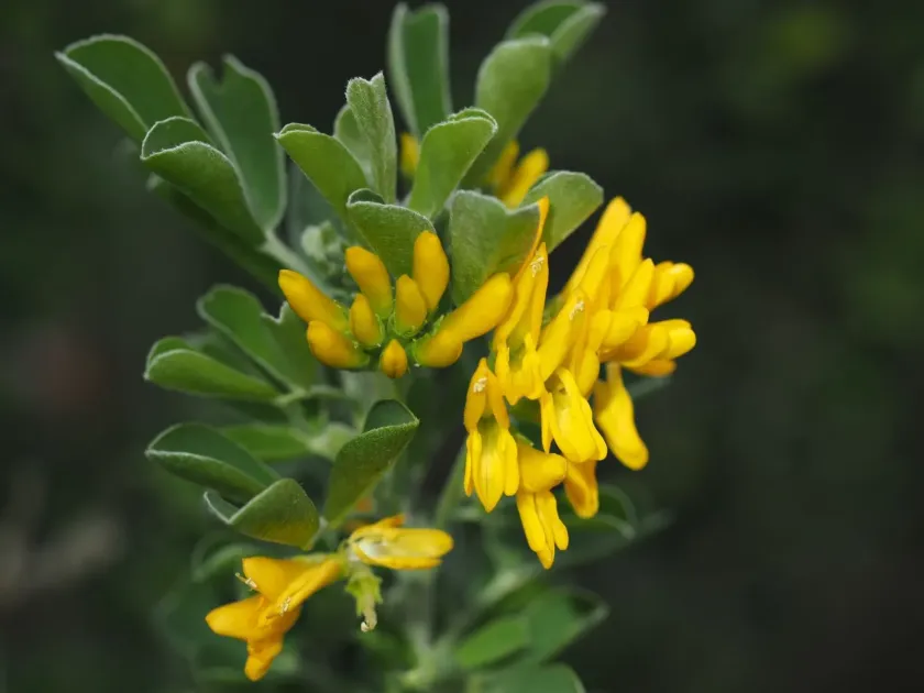 Moon trefoil