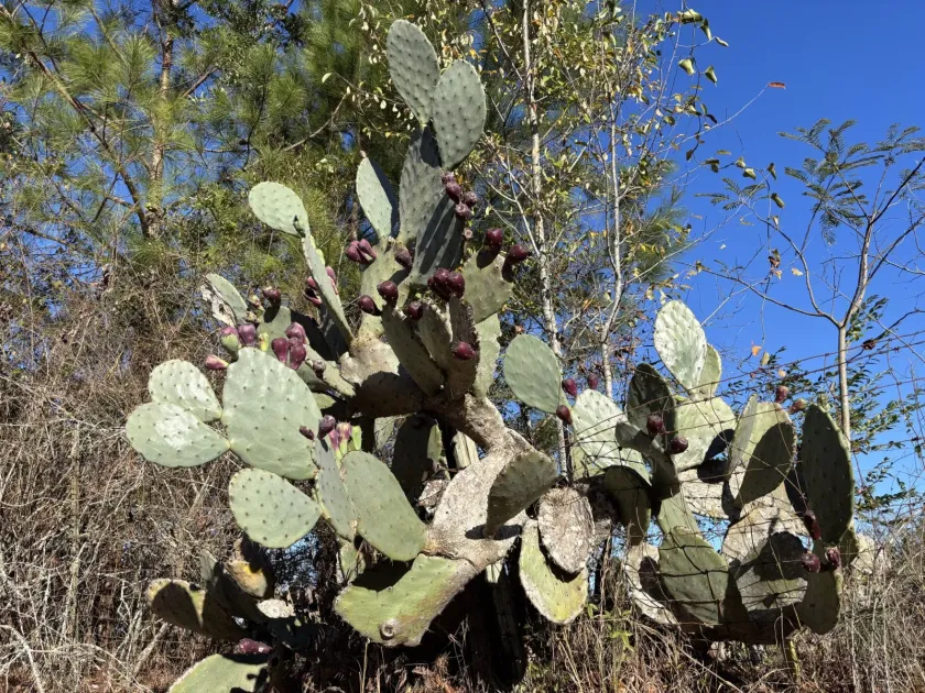 Opuntia tunoidea