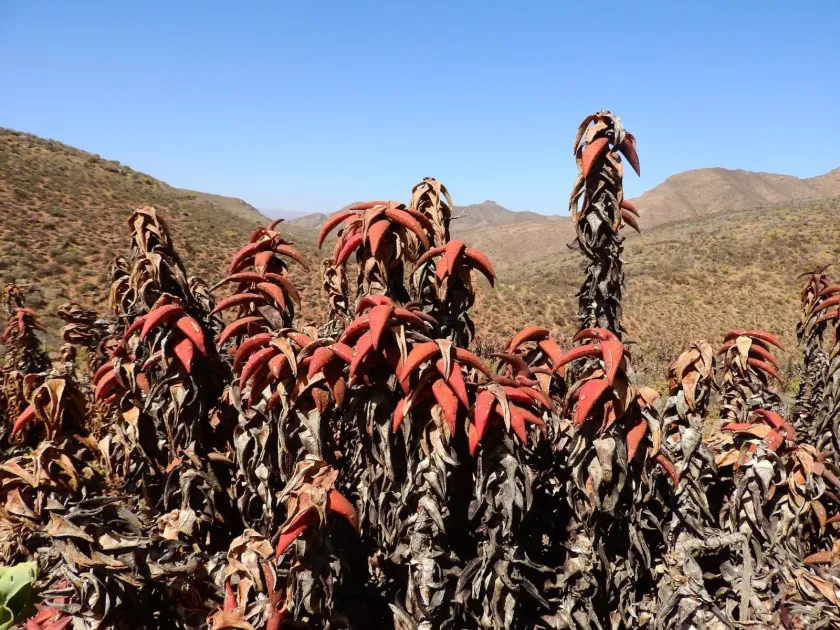 Aloe pearsonii
