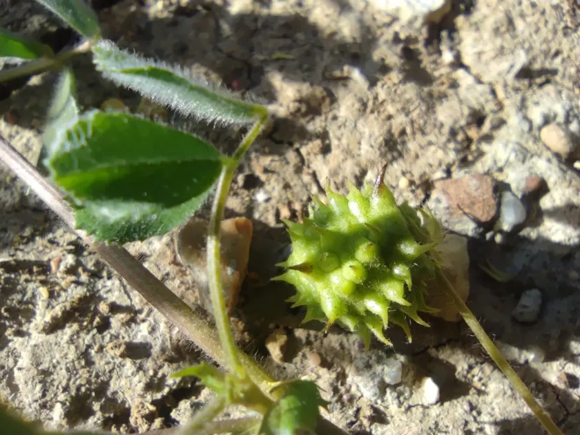 Medicago doliata