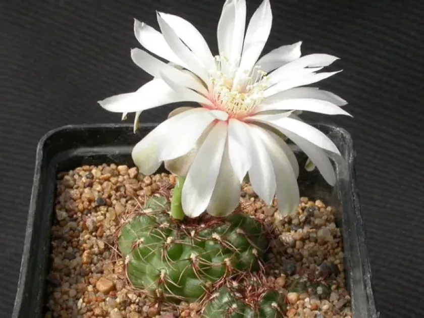 Gymnocalycium mesopotamicum