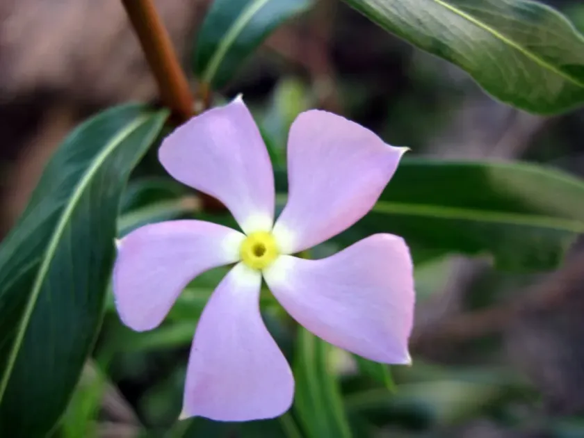 Long-leaved catharanthus
