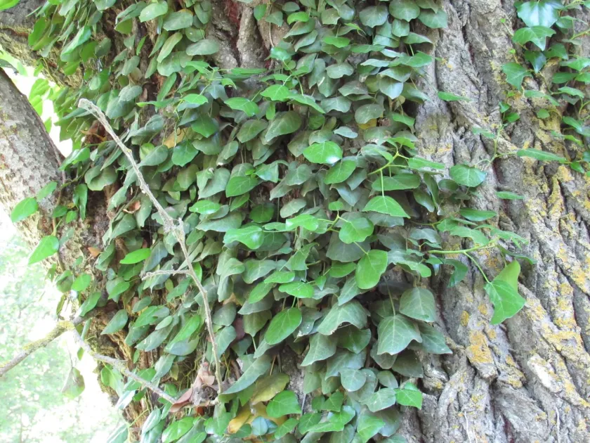 Pastuchov's Ivy