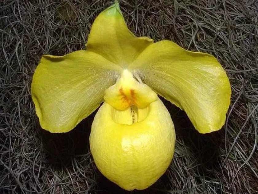 Paphiopedilum armeniacum