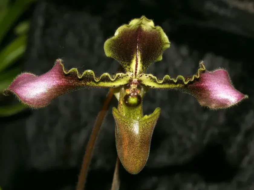 Paphiopedilum villosum