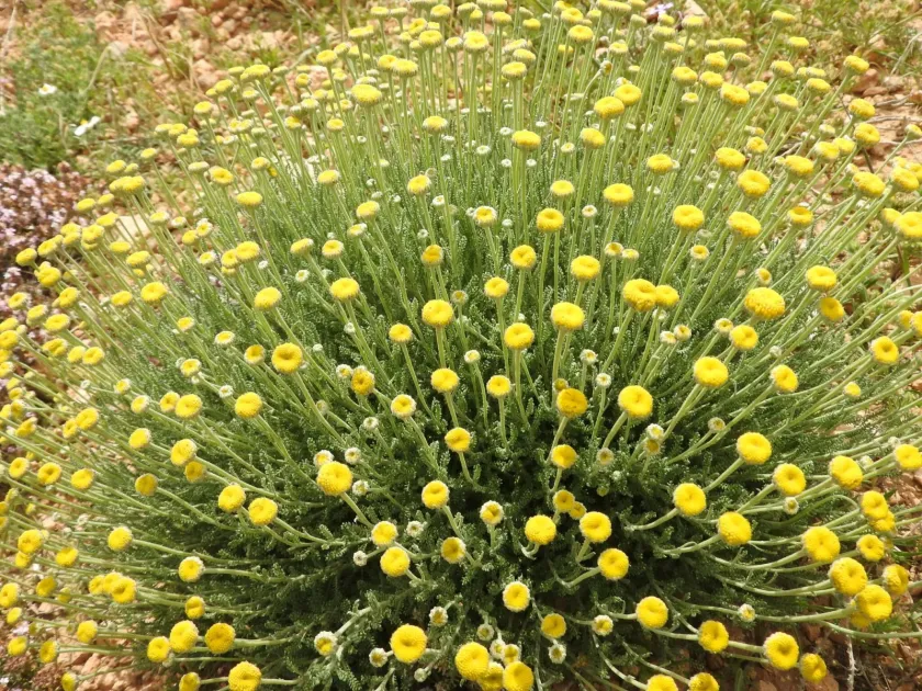 African cotton lavender