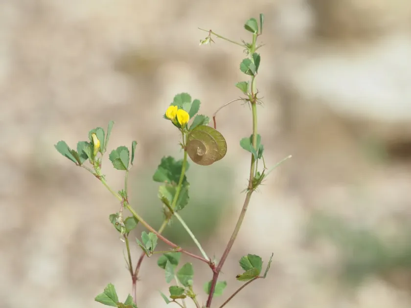 Button medick
