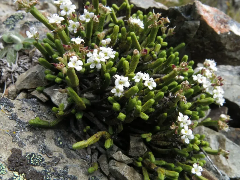 Veronica quadrifaria
