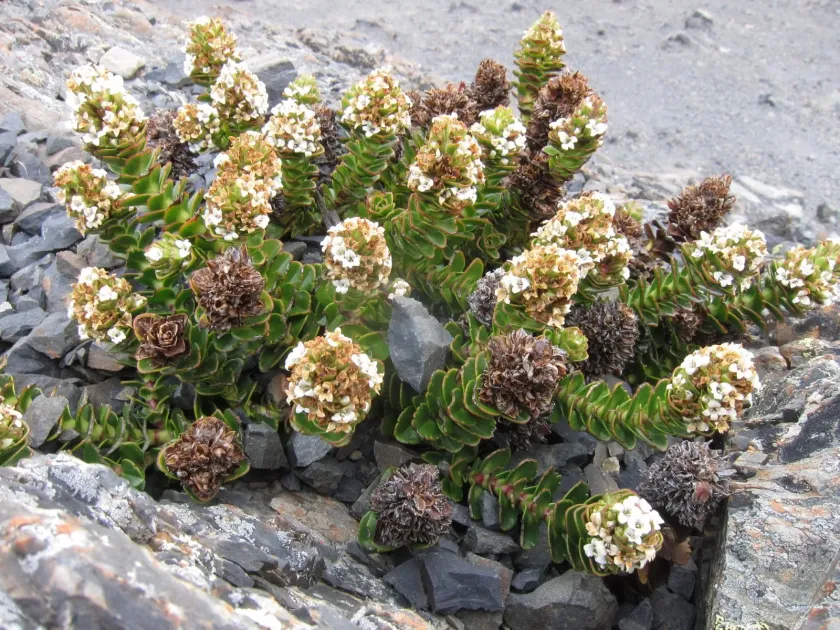 Veronica haastii