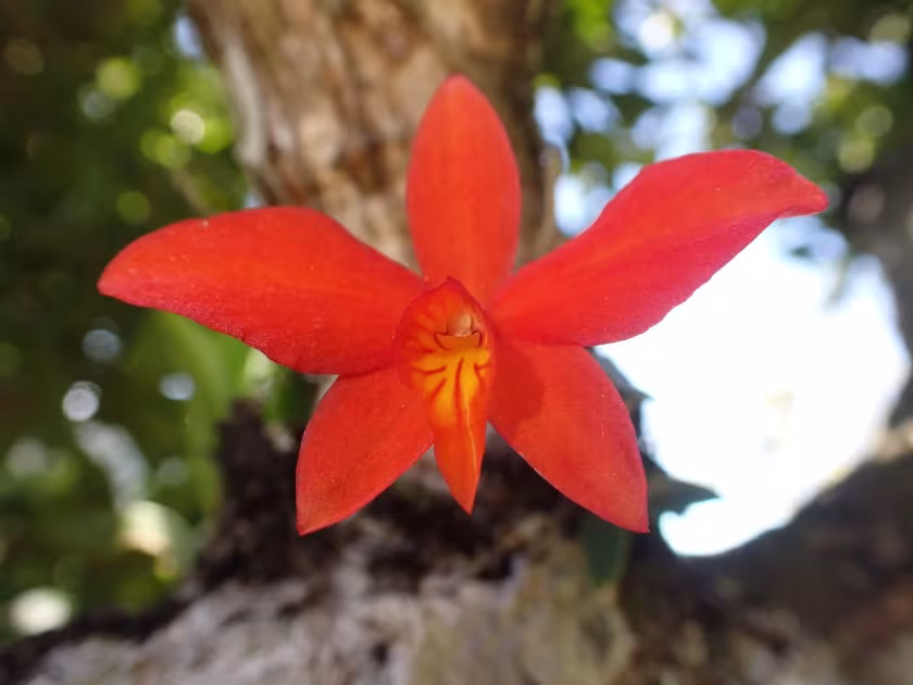 Cattleya coccinea