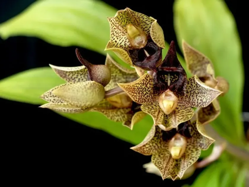 Catasetum hybrid