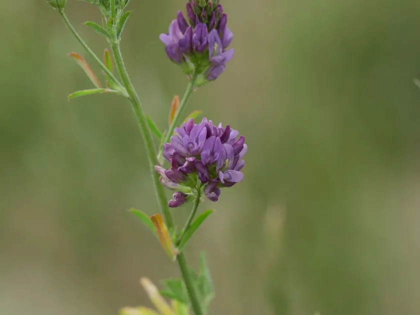 Sickle alfalfa