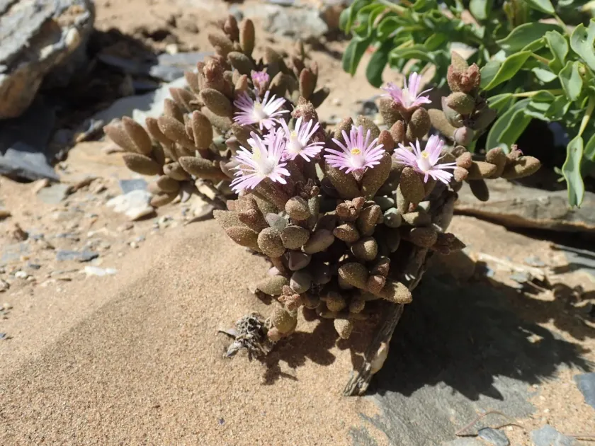 Psammophora