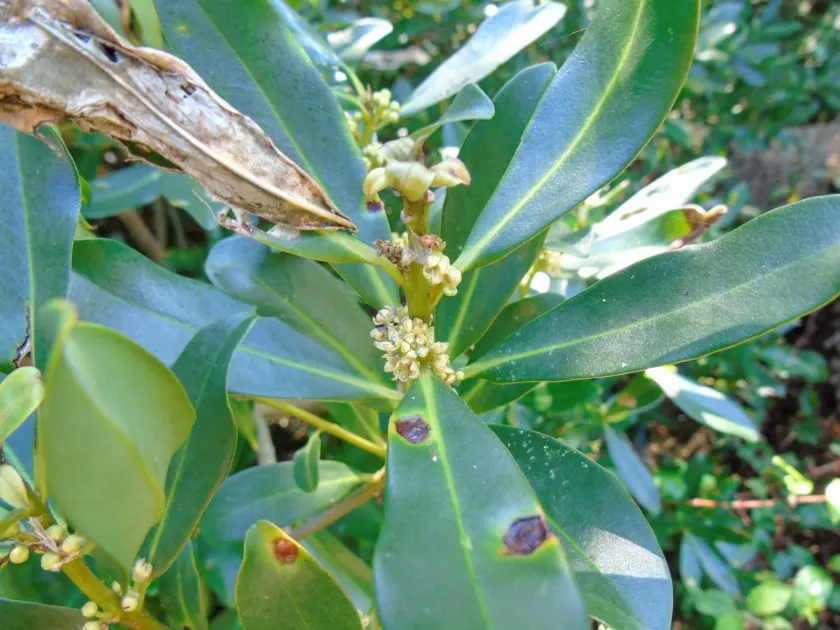 Myrsine laetevirens