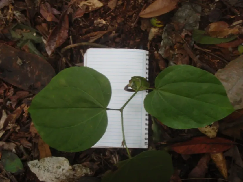 Gigasiphon macrosiphon